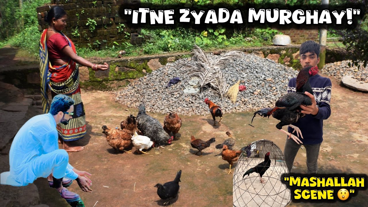 “MashAllah Mere Murghay Itne Zyada Ho Gaye 😲 | Murghon Ko Dana Dalna |Village Life Vlog Chicken Farm