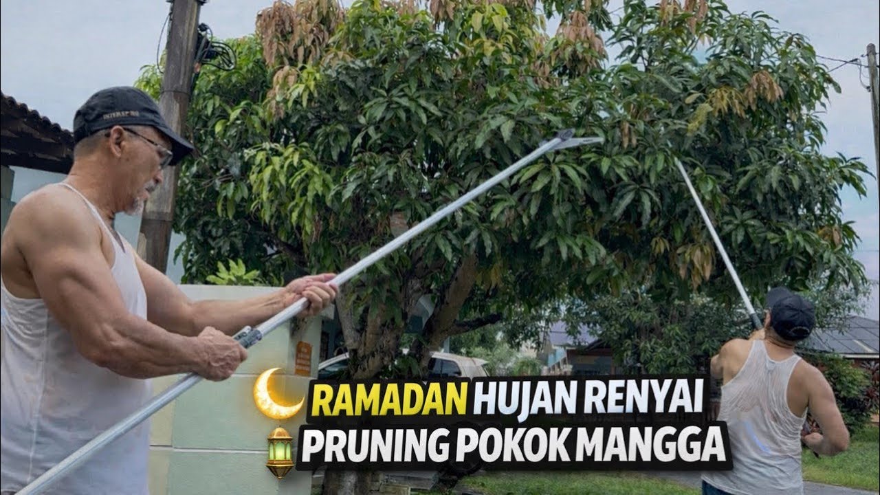 RAMADAN HUJAN RENYAI -Pruning Pokok Mangga