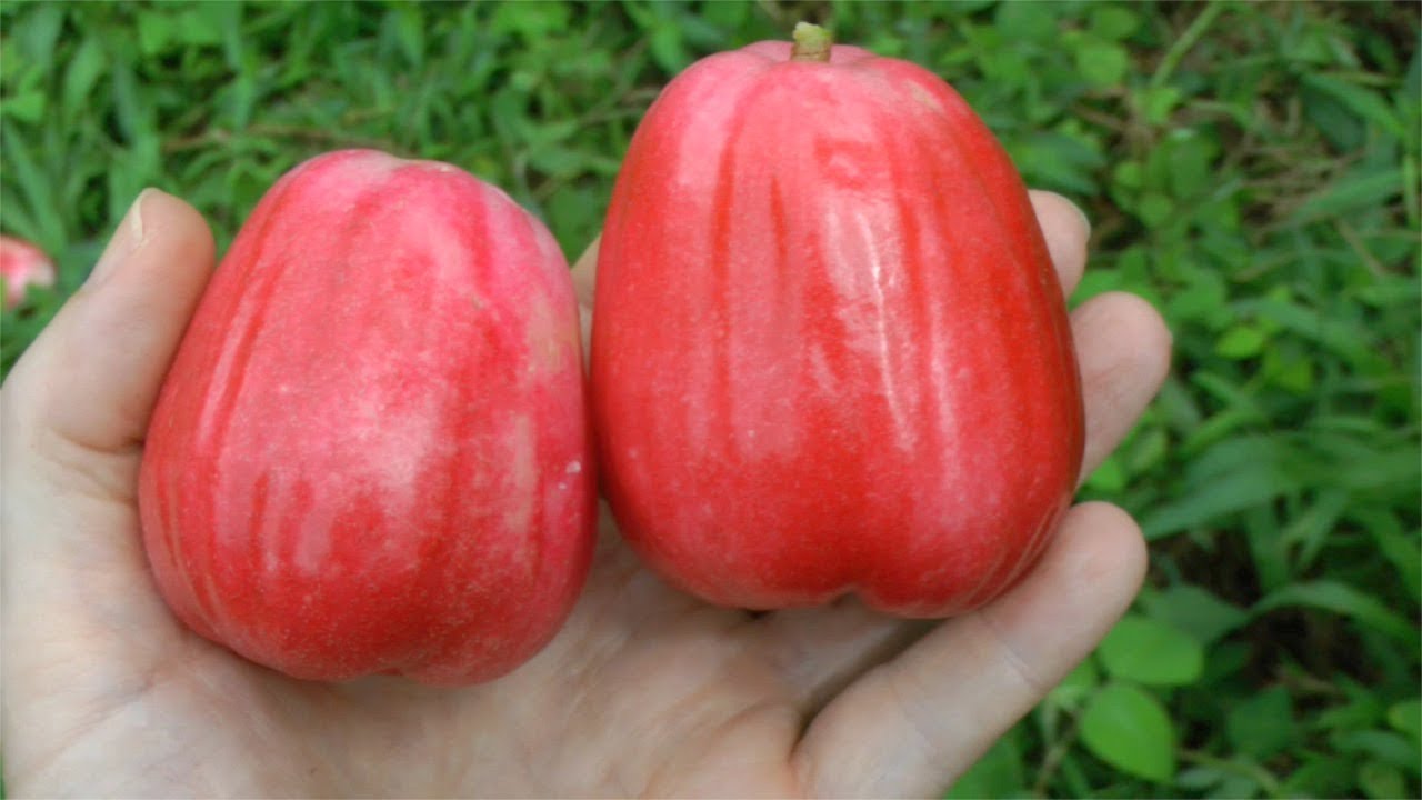 Picking Some Mountain Apples | Syzygium malaccense | Video