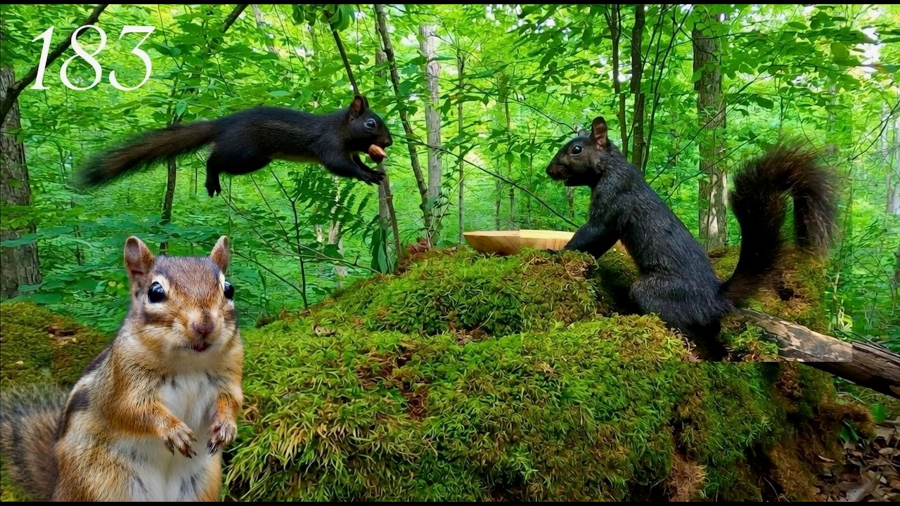 Cat TV: Chipmunks and Squirrels  🐿️  in a Beautiful Green Forest 🌳 4K, Ep. 183