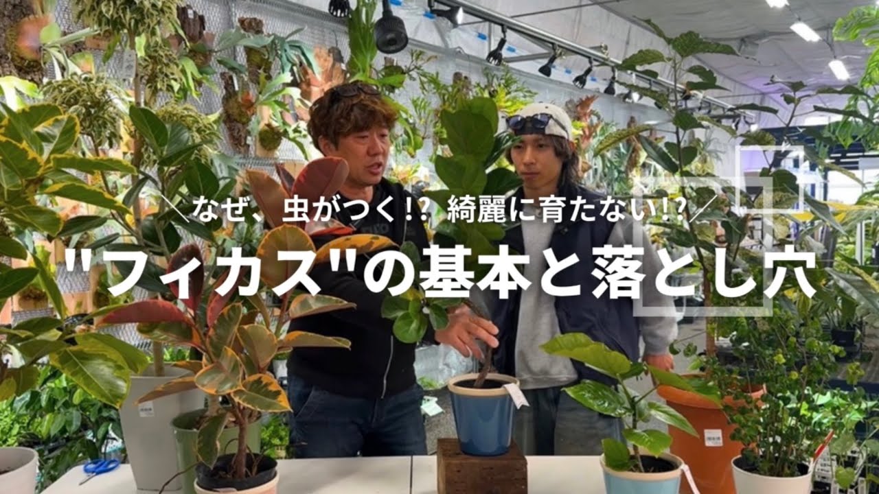 【保存版】フィカスの人気種と年間のお世話｜5000坪園芸店 伊木山ガーデン