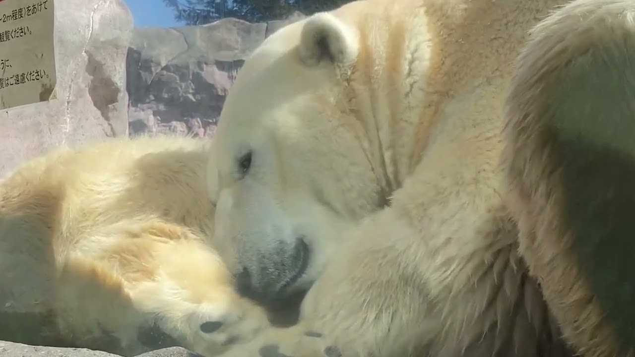 八木山動物公園   ホッキョクグマ   カイ   ポーラ