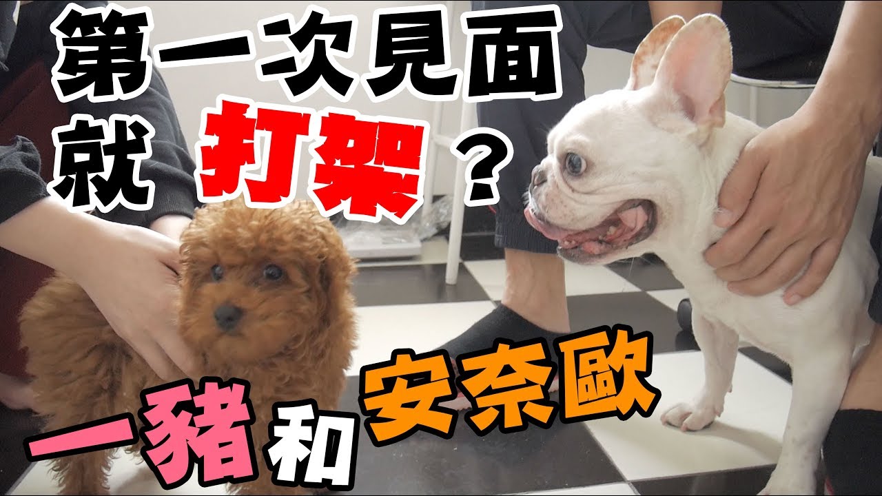 一豬小公主│安奈歐登場！第一次見面打架了？