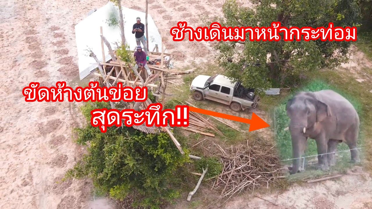 สร้างห้างต้นข่อย โฉมใหม่😲สุดระทึก‼️ ตื่นเช้าเจอช้างเดินมาหน้ากระท่อม 25/11/68