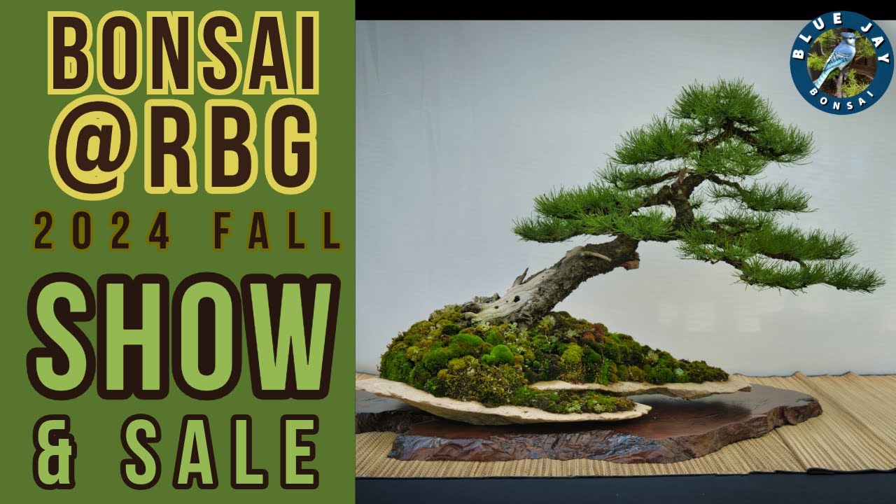 Bonsai @RBG  Fall 2024 Show