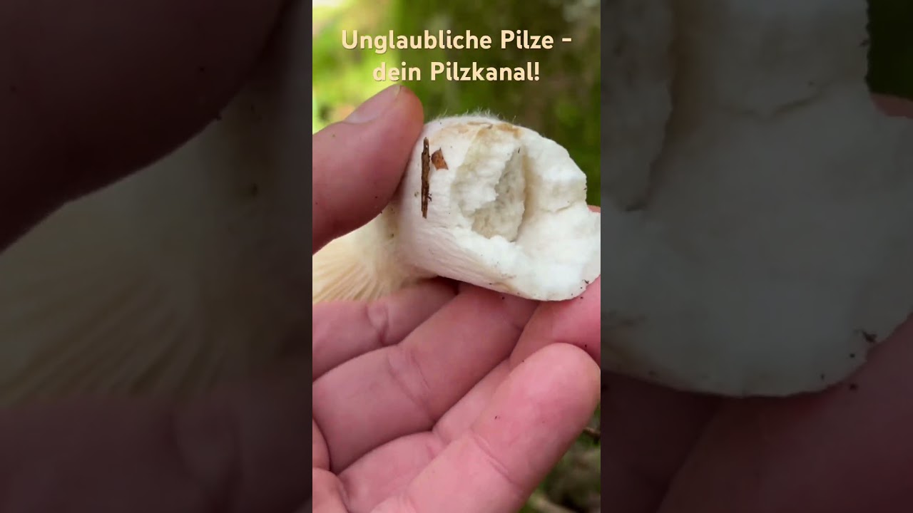 Frauent&auml;ublinge - gut zu erkennender Speisepilz im Wald - Bestimmung im Kanal! Pilze im Oktober 2024