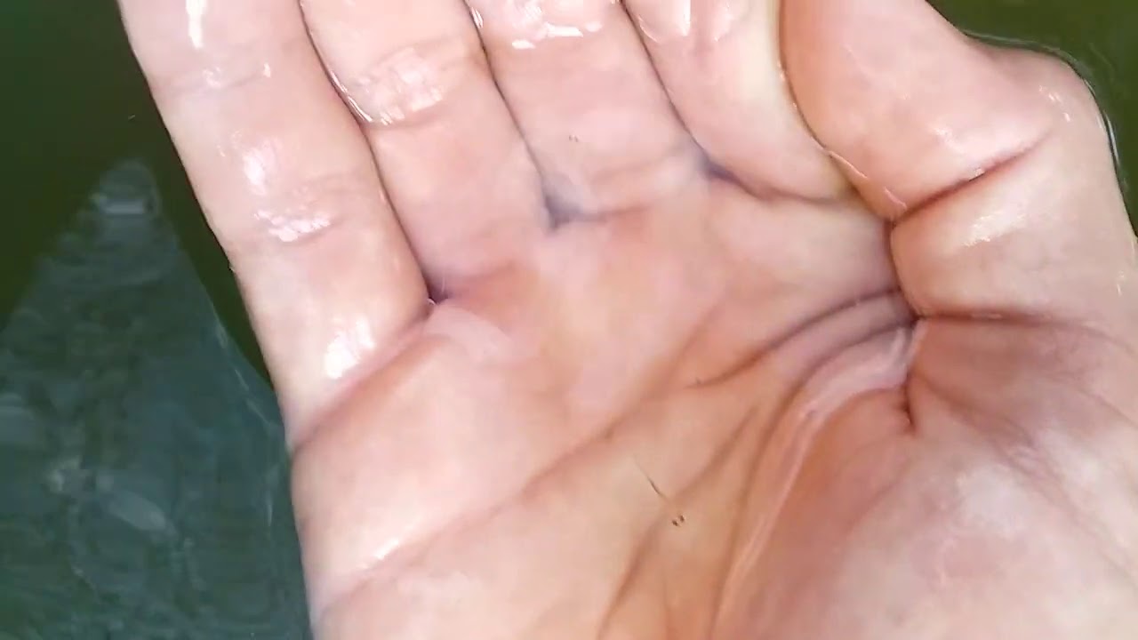 alevino de carpa colorida com 15 dias