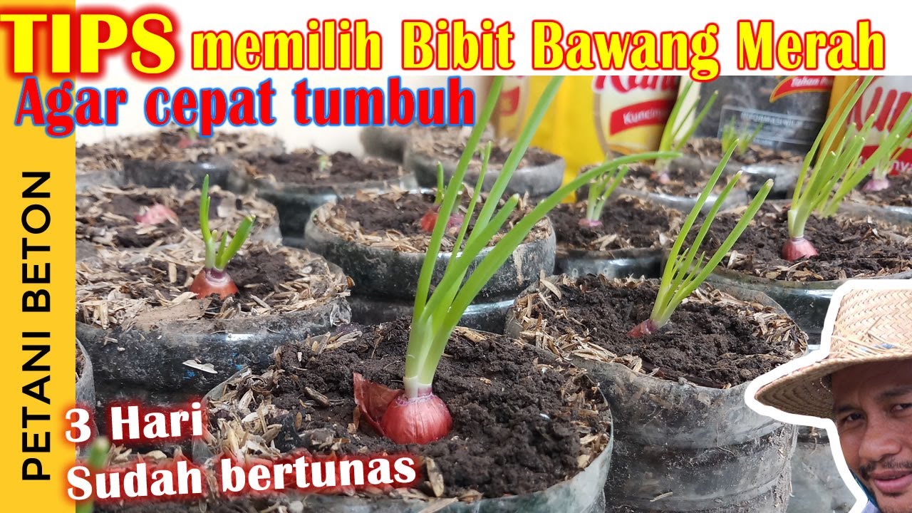 CARA MENANAM BAWANG MERAH SUPAYA CEPAT TUMBUH