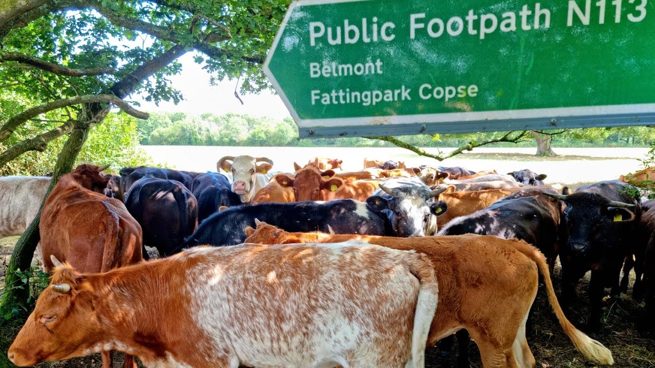 Meeting Friendly Cows on the Isle Of Wight