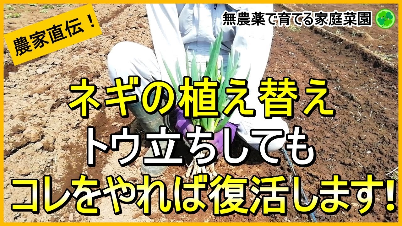 【ネギ植え替え】ねぎ坊主ができたネギを再生させる方法【有機農家直伝！無農薬で育てる家庭菜園】　24/4/16