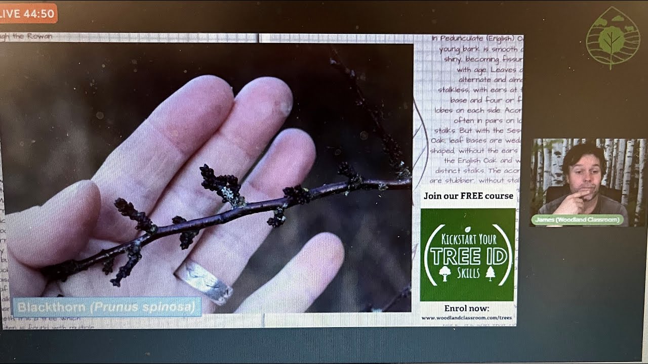 Winter Tree ID...but How?!