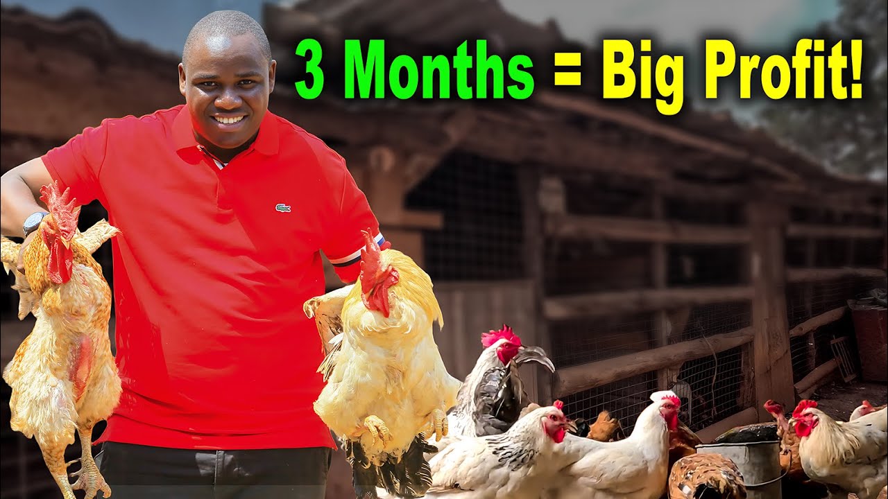 How Much Can You Make With 500 Kuroiler Chickens (Profit vs Cost Breakdown)