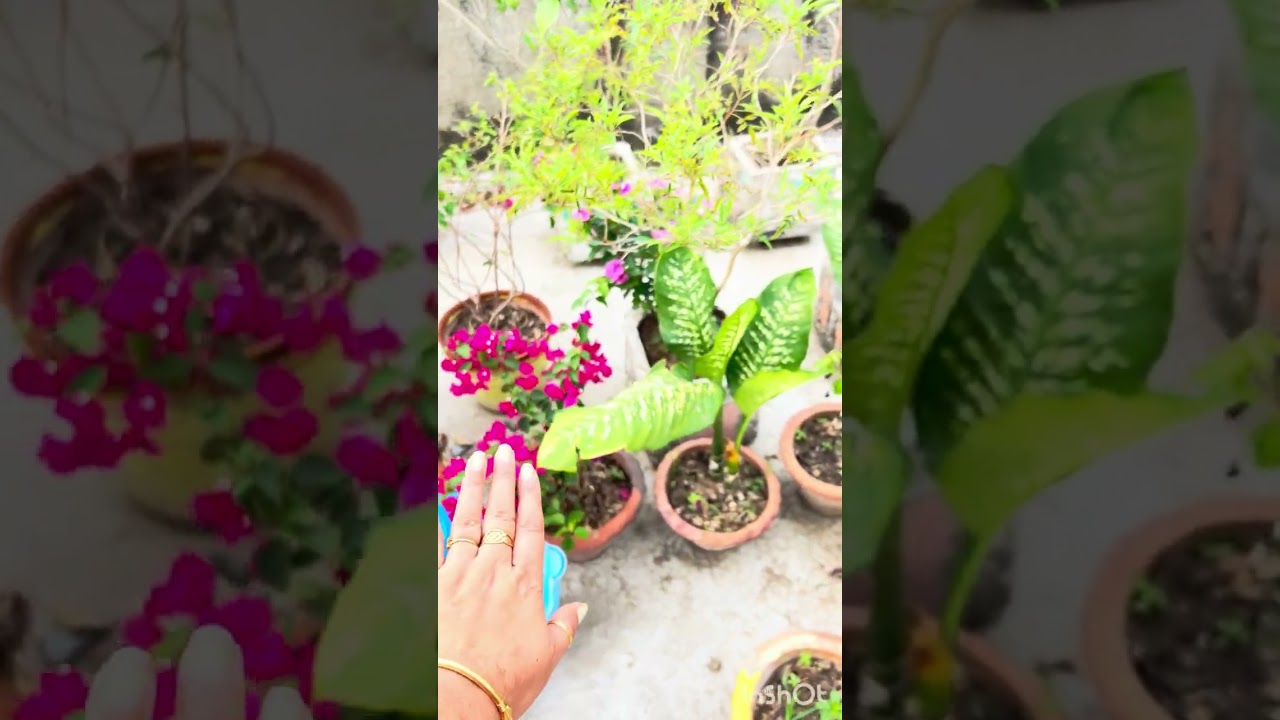 🌸 একটা কাল বৈশাকির সকাল ।। @adventurewithkhushi  #shortvideo #home 