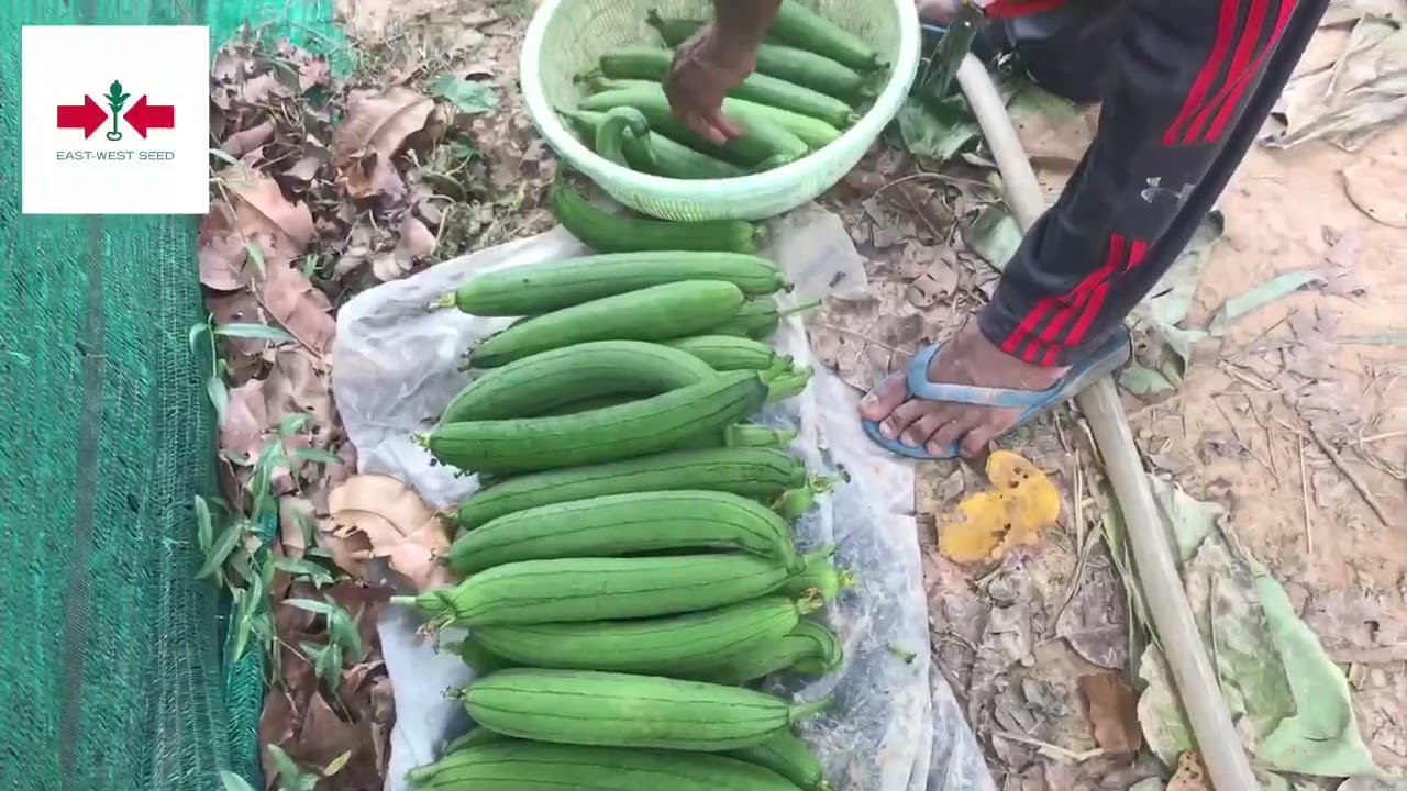 ពូជននោងប្រហើរ ឈ្មោះហ្វឺមនែស ក្រុមហ៊ុនព្រួញក្រហម