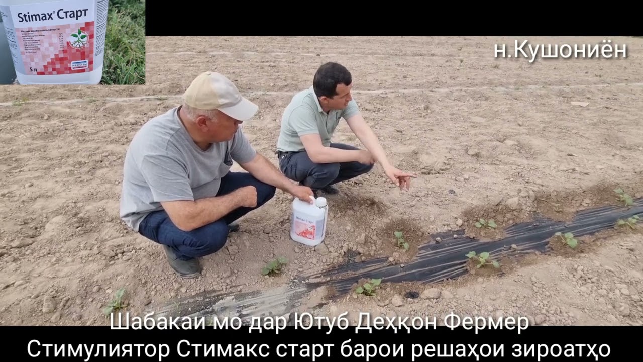 Стимулиятор Стимакс Старт Капелни орошени тавсияи мутахасис Тарбуз ва Харбуза Арбуз и Дыни.