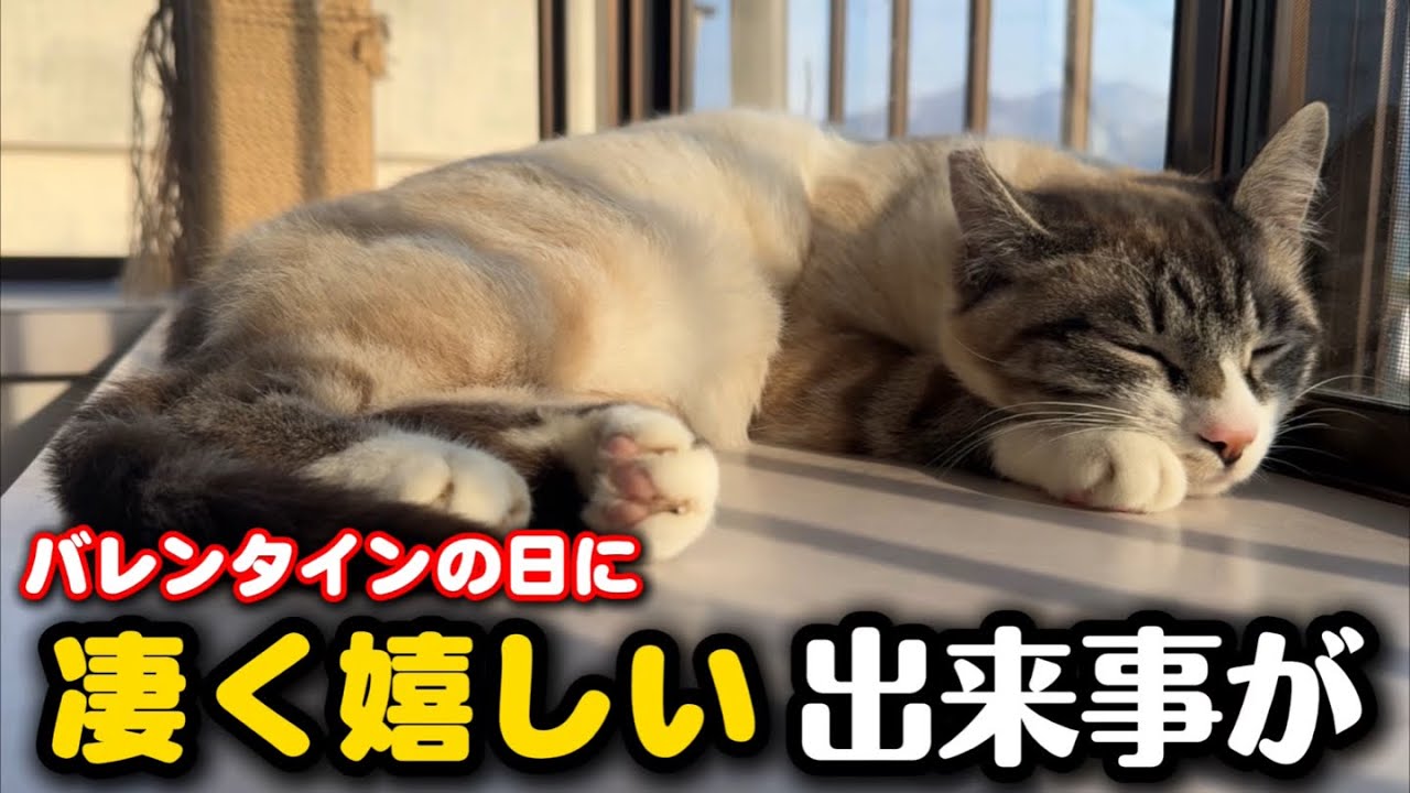 野良猫からバレンタインのプレゼントをもらいました