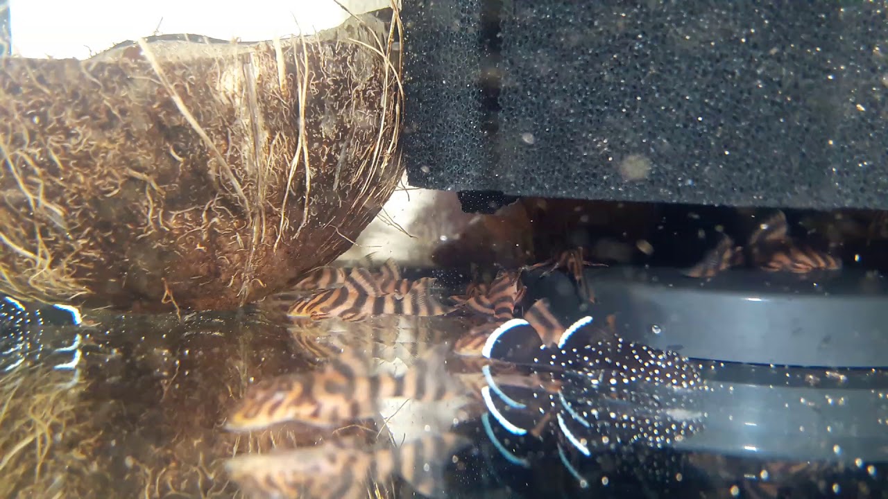 L002 - Panagolus vermiculata ( pleco - L-welse)