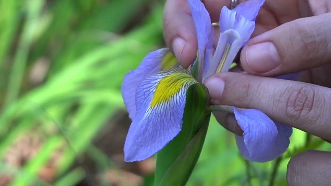 Southern Blue Flag Iris (Iris virginica)