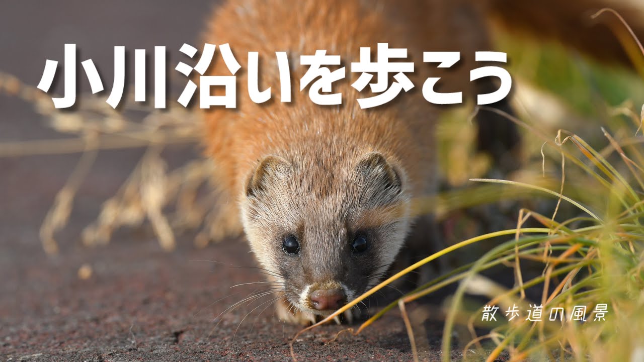 《ゆるい自然観察Vlog182》小川沿いで野鳥観察したら可愛い野鳥や動物に出会いました