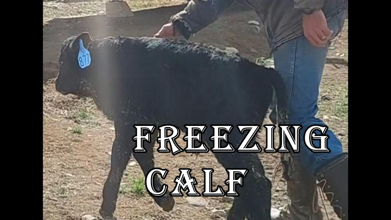 This Newborn Calf Was Freezing in the Snow…