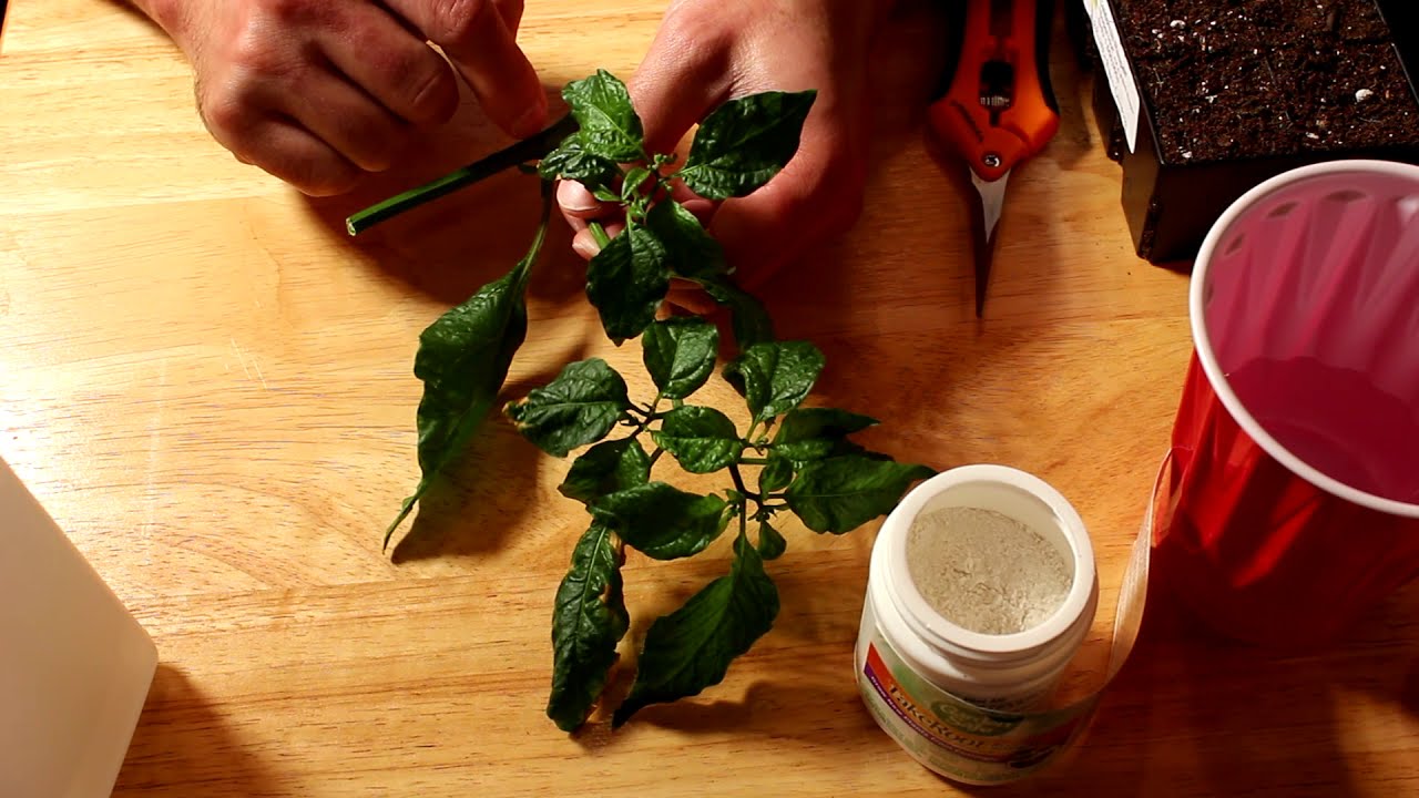 Cloning Pepper Plants