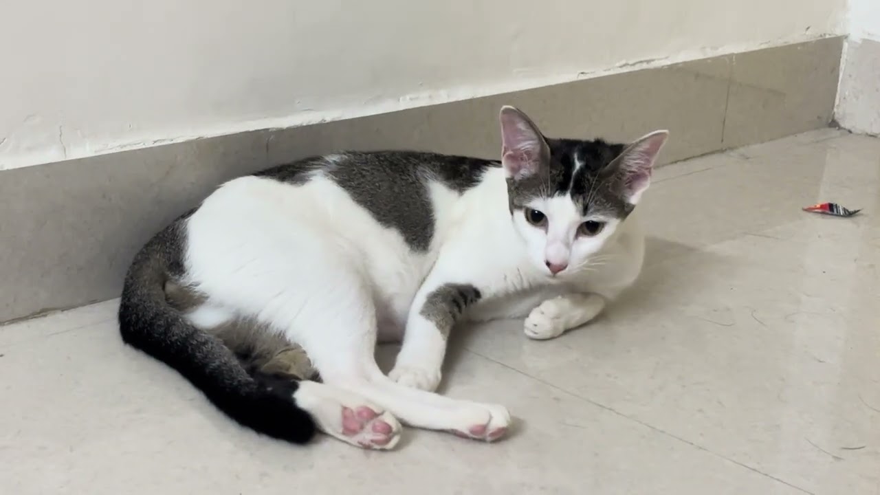Cute cat grooms self