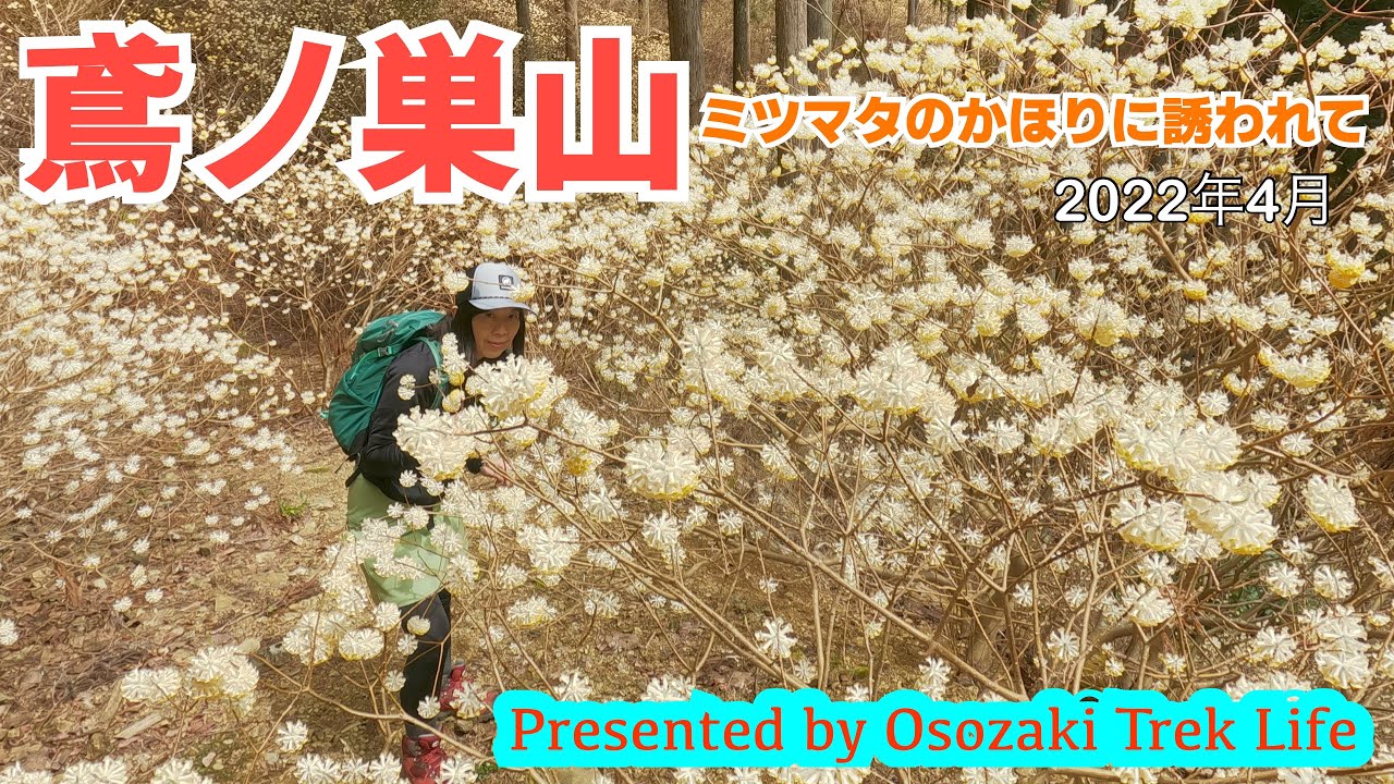 【鳶ノ巣山 登山】ミツマタのかほりに誘われて　2022年4月