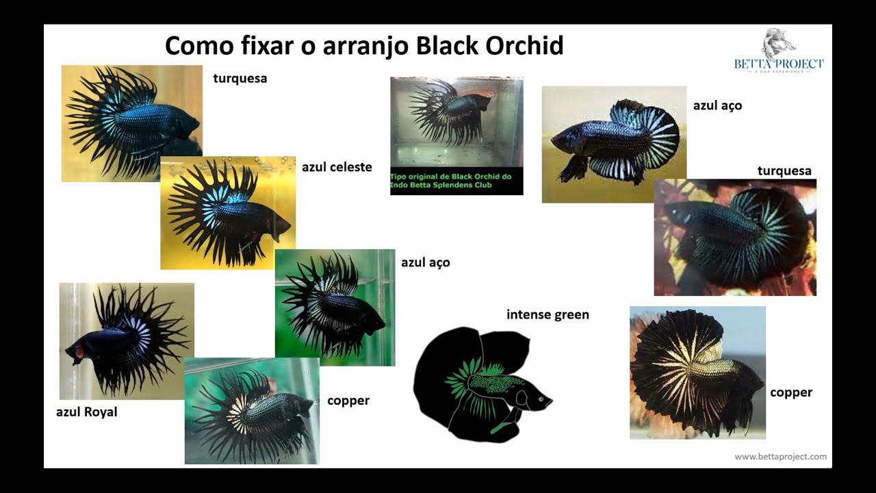 Bettas black orchid: como fixar esta distribuição de cores