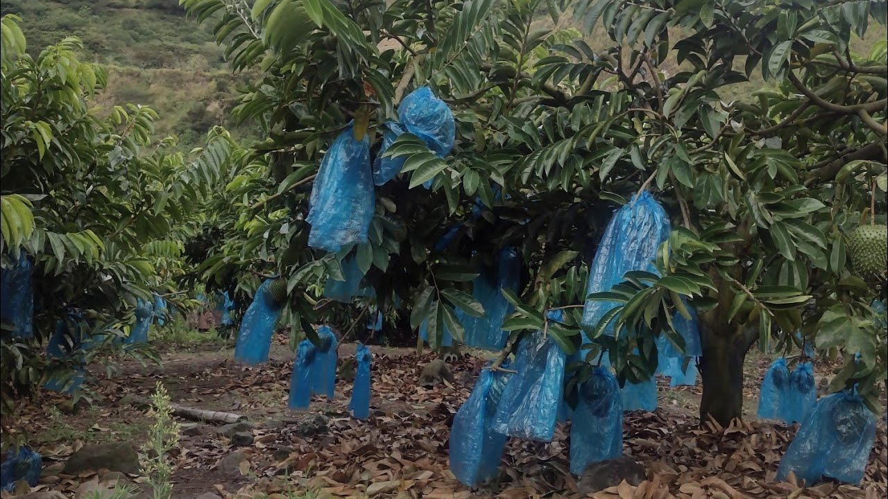 GUANABANA, PORQUE MI ÁRBOL NO DA FRUTAS