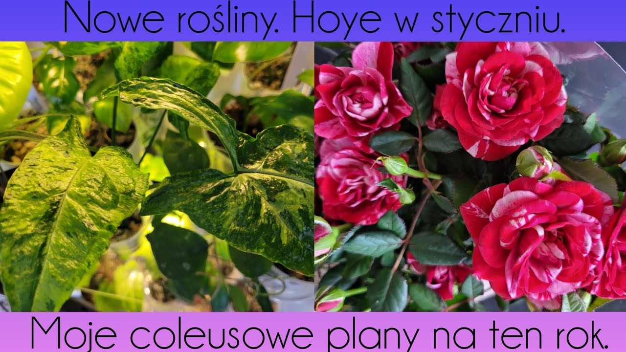 Małe, Zielone zamówienie. O hoyach. Co z koleusami w tym roku. 5.22.01.