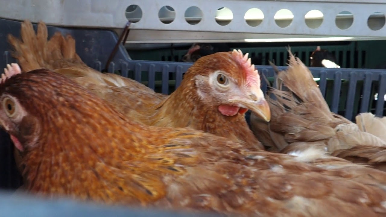 Nowe nioski Nové nosnice New chickens