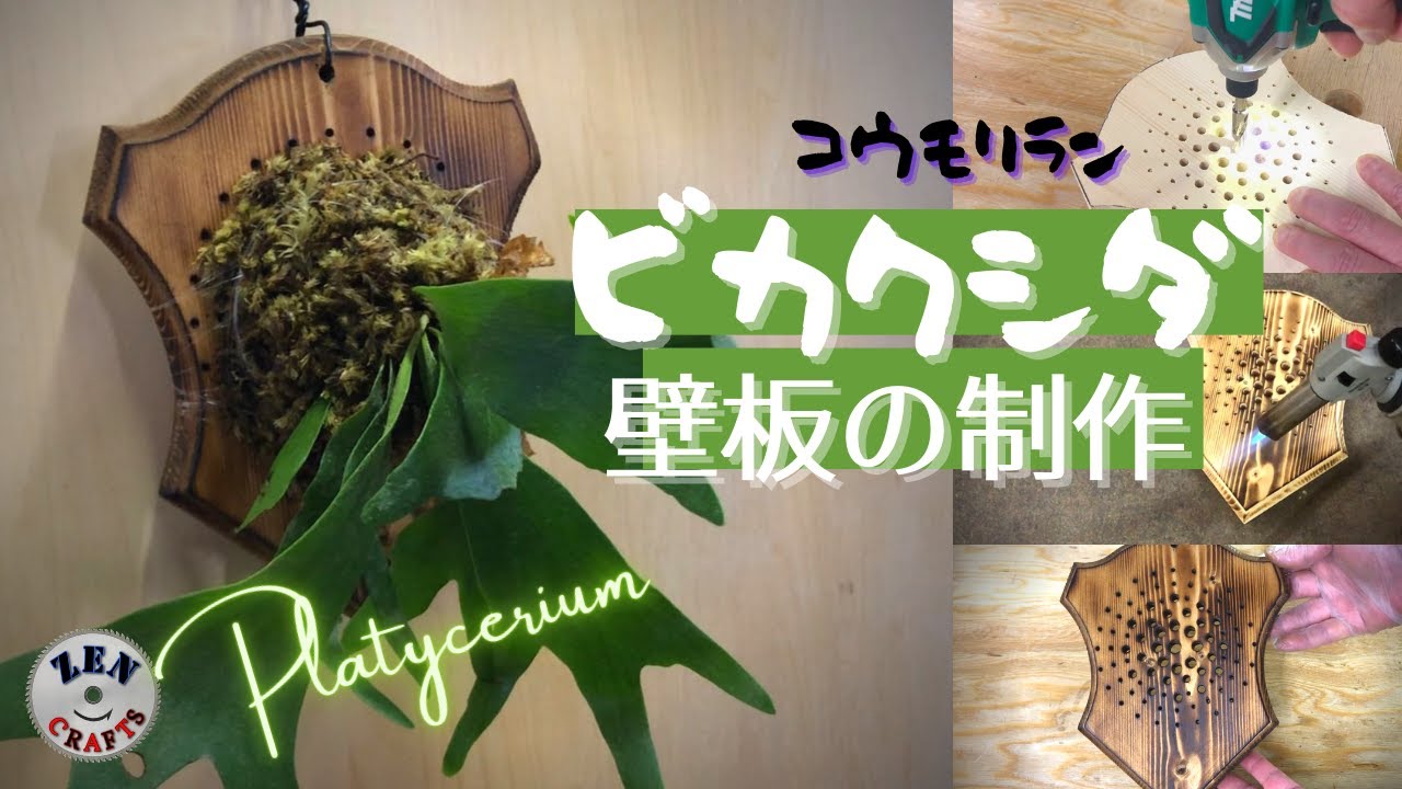 [DIY] ビカクシダ(コウモリラン)の壁掛け板 Board for Platycerium ZC0009