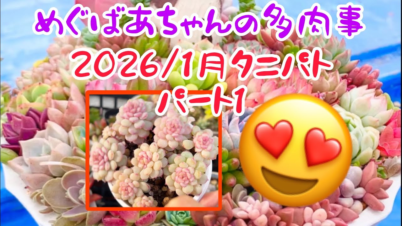 🪴No447🪴多肉植物🪴2026/1月タニパトパート1🪴めぐばあちゃんの多肉事👵🏻
