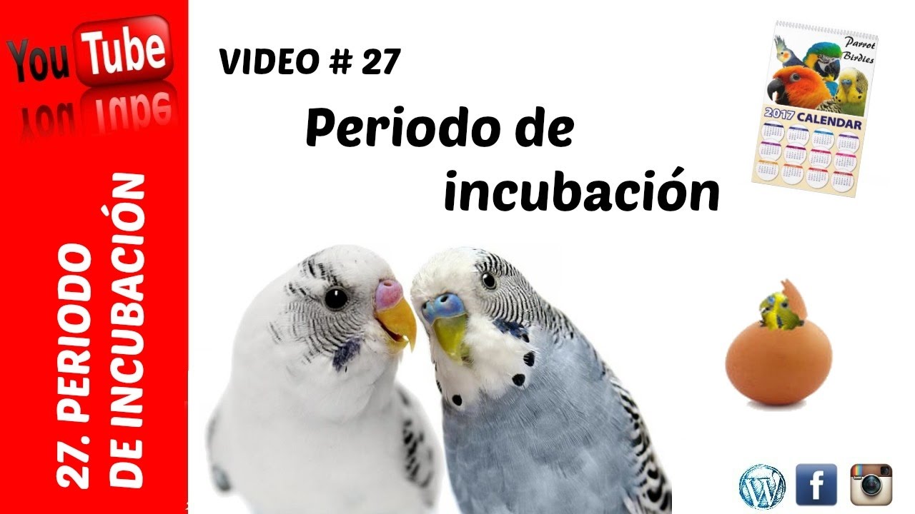 Periodo de incubación periquitos, agapornis, ninfas, ...