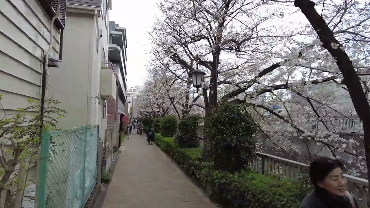 [4K60][Tokyo] Walk around Kanda river - Hanami