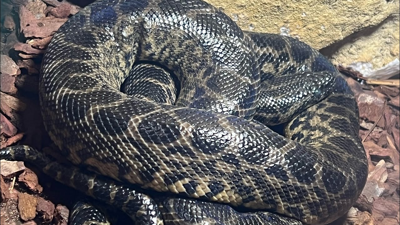 Eunectes Notaeus (Anaconda Gialla) Esemplare Maschio - Handling