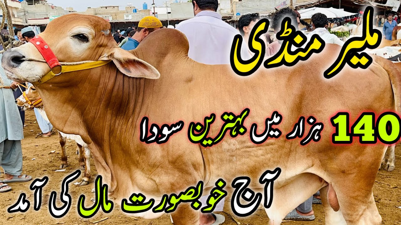Malir Mandi Karachi Cattle Rates Update | 20 August 2024 |  Cow Mandi 2024