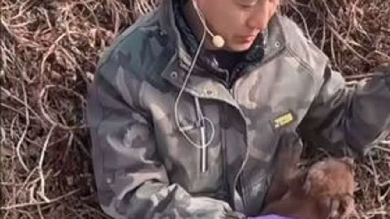 @豆包大院 小马犬一只耳到底能不能看到呢？评论区留言！@豆包和他的流浪狗狗们 @乳山市豆包大院宠物用品店 #气枪制作 @豆包媳妇 #流浪狗救助 #豆包大院流浪狗救助 #流浪狗不再流浪