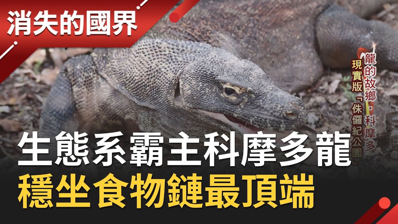 生態系霸主科摩多龍！宛如暴龍一般　穩坐位於食物鏈的最頂端！│【消失的國界PART1】20200517│三立新聞台