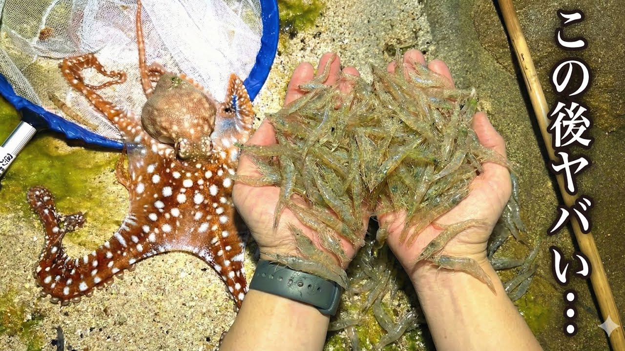 夜の海で高級食材を獲って寿司にしたが…見た目がヤバ過ぎて妻に拒絶された。