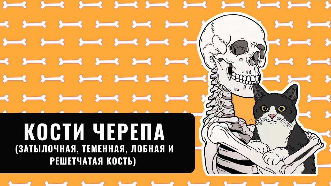 АНАТОМИЯ ЧЕРЕПА: ЗАТЫЛОЧНАЯ, ТЕМЕННАЯ, ЛОБНАЯ И РЕШЕТЧАТАЯ КОСТЬ