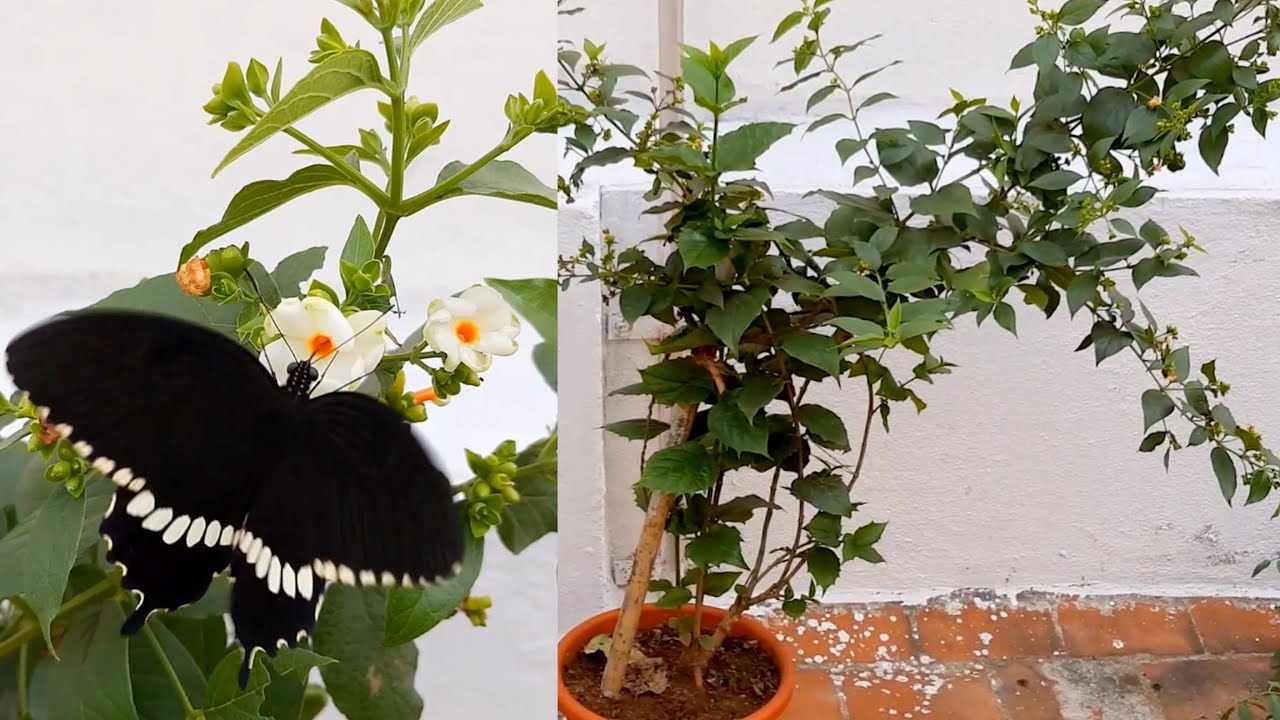 வாஸ்து செடியான பவளமல்லி வளர்ப்பு மற்றும் மருத்துவ பயன்கள் | Pavalamalli plant in Tamil with Benefits