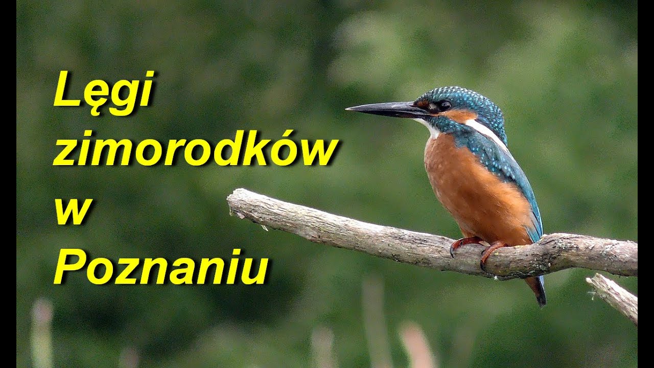 Lęgi zimorodków  Alcedo atthis w Poznaniu - Naramowicach. Rok 2017
