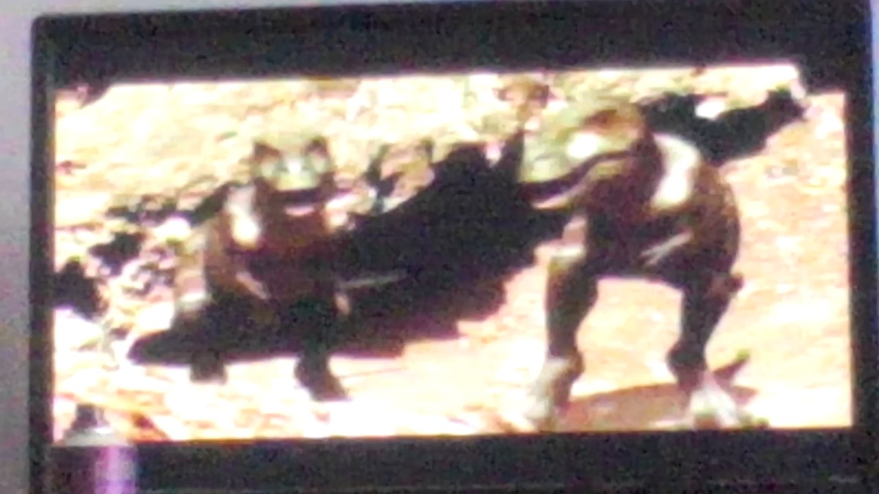 Prehistoric Park Meteorite strike and baby T Rex rescue