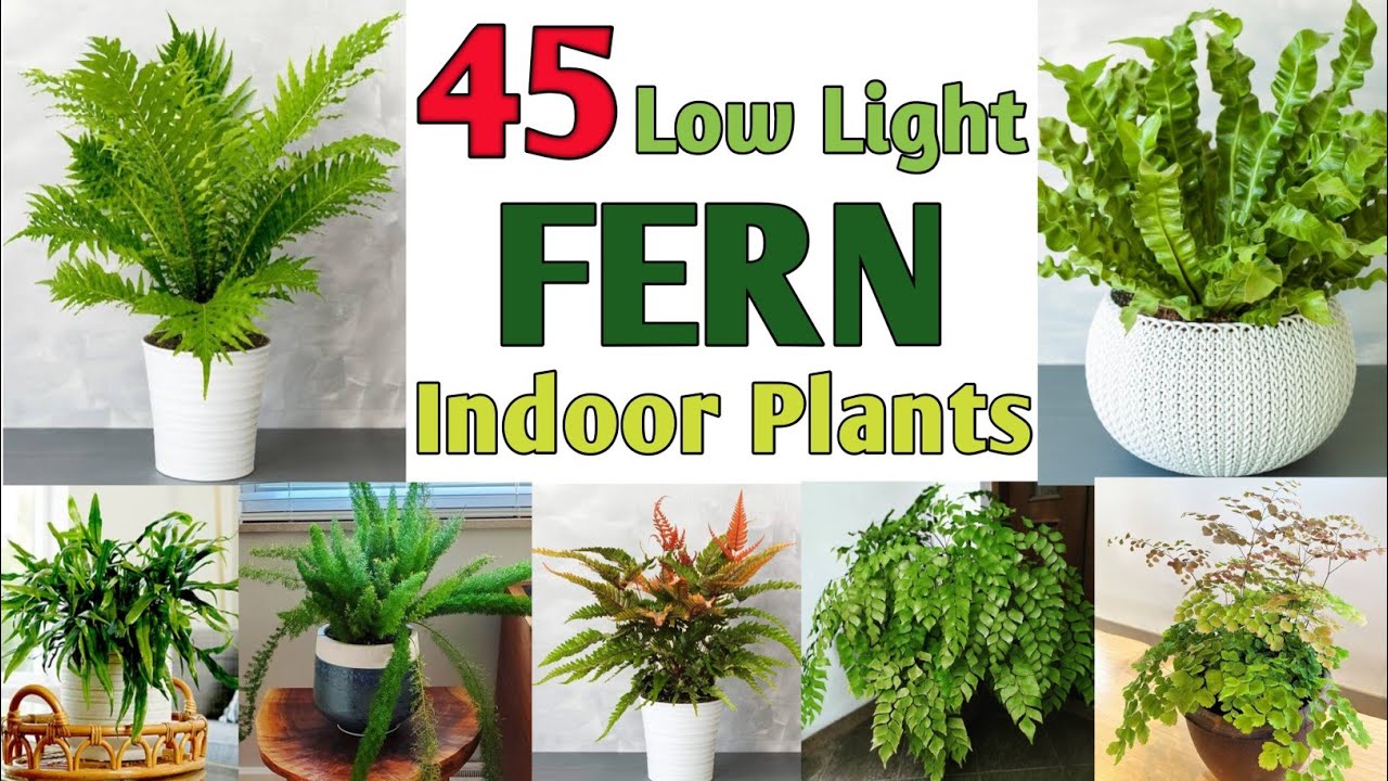 45 Low Light Fern Plants | Indoor Fern Plant varieties | Plant and Planting