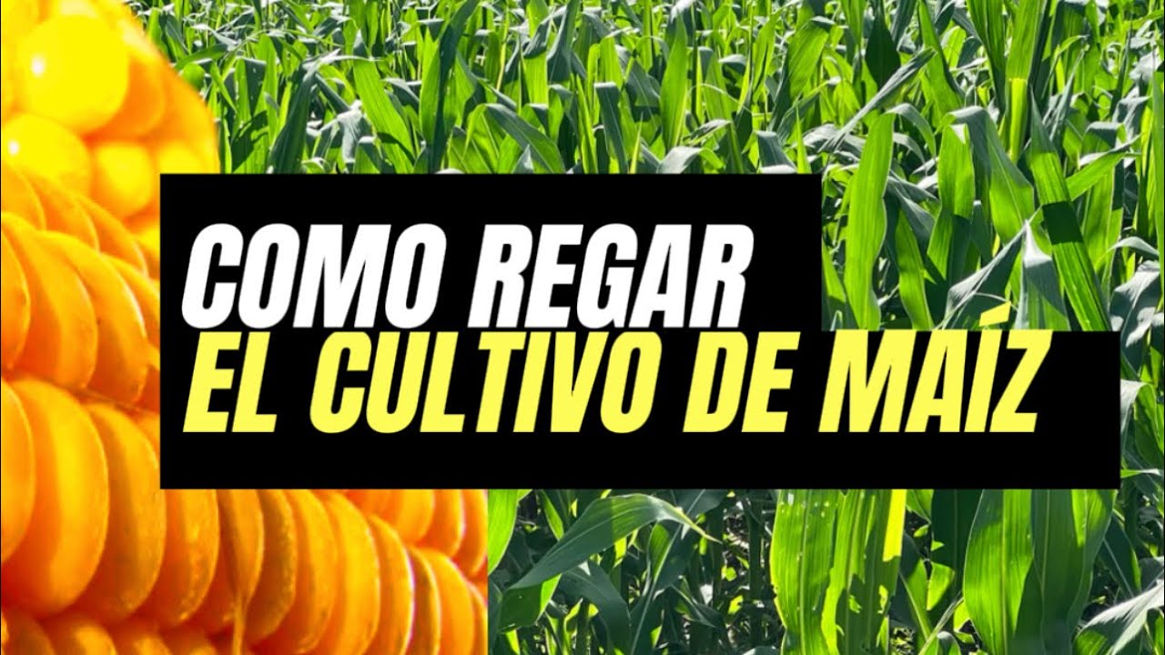 Cómo regar las plantas de maíz correctamente?🌽 (optimiza el riego en el cultivo de maíz) ✅