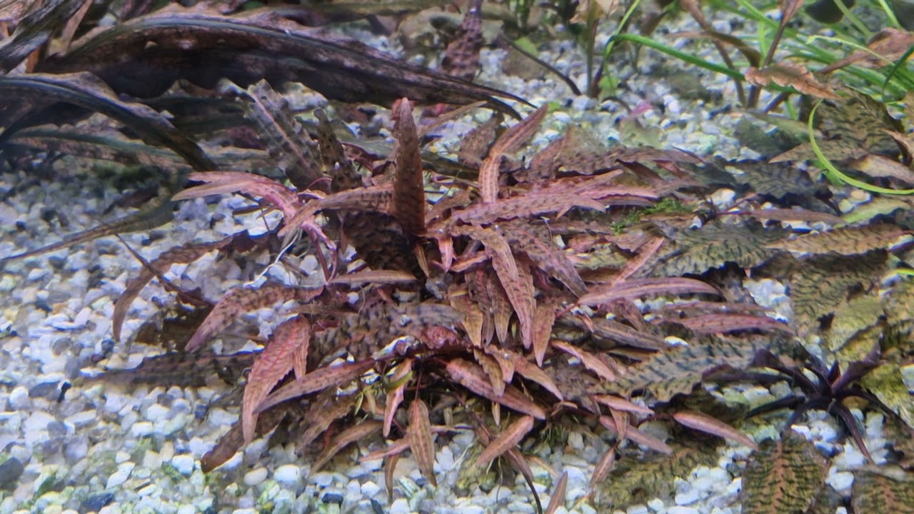 Криптокорина пурпурный император|Cryptocoryne schulzei | Cryptocoryne purple emperor
