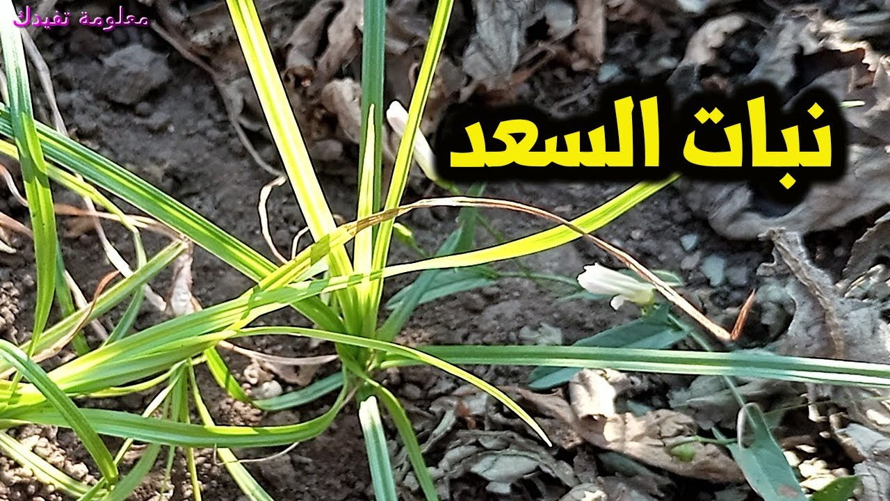نبات السعد الذى لايعرفه الكثيرون واهم فوائد نبات السعد السحرية ؟