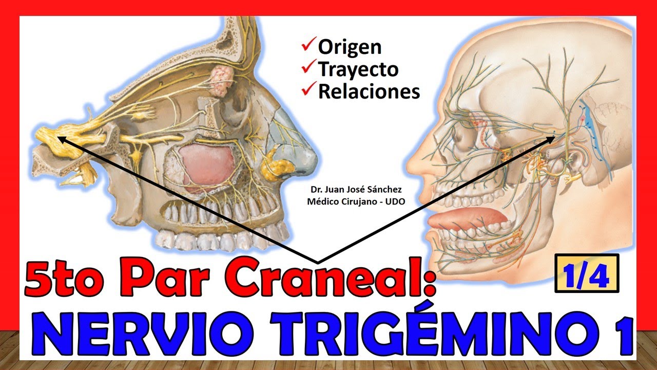 🥇 5to Par Craneal - NERVIO TRIGÉMINO 1/4 (Origen, Trayecto y Relaciones). ¡Explicación Fácil!