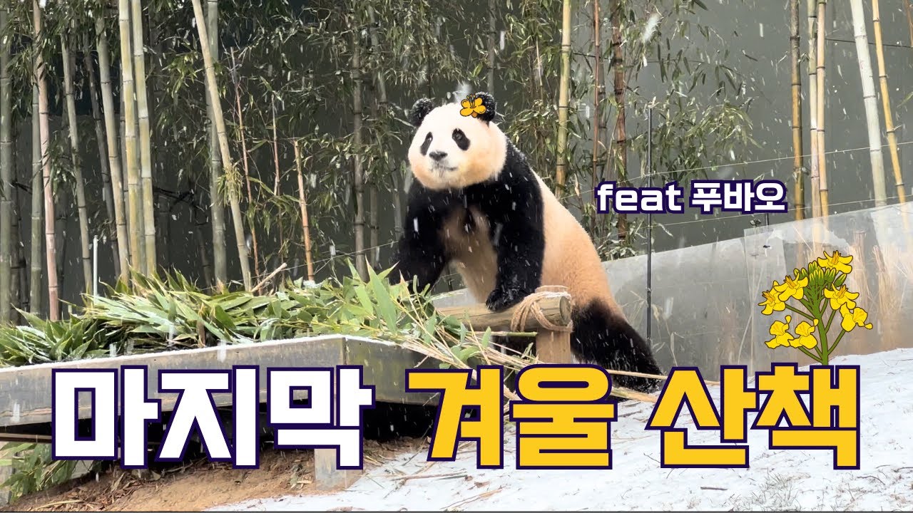 마지막 겨울 산책 (ft. 푸바오) | 바오리듬
